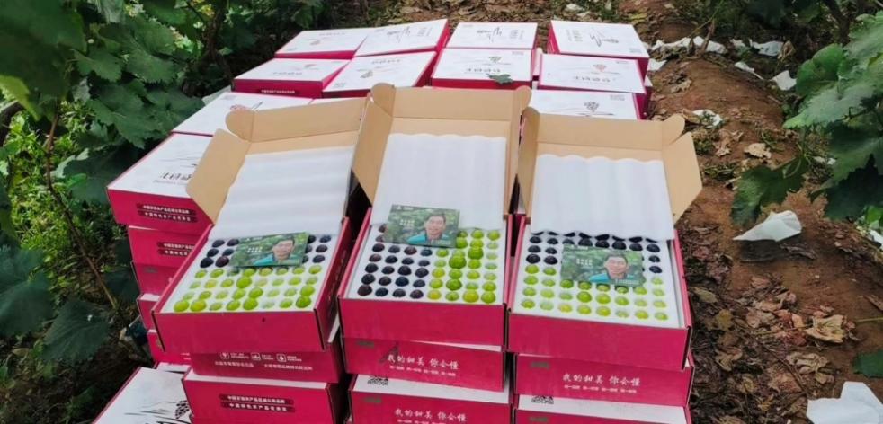 北镇葡萄线上包装展示一
