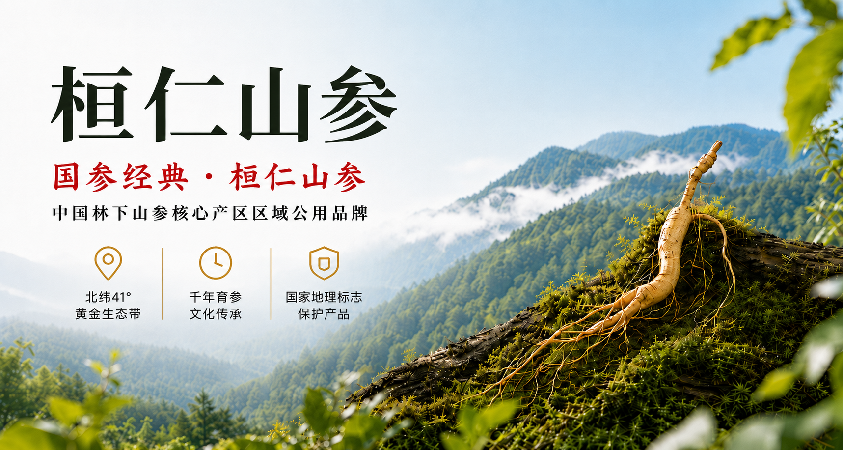 桓仁山参，国参经典，中国林下山参核心产区区域公用品牌