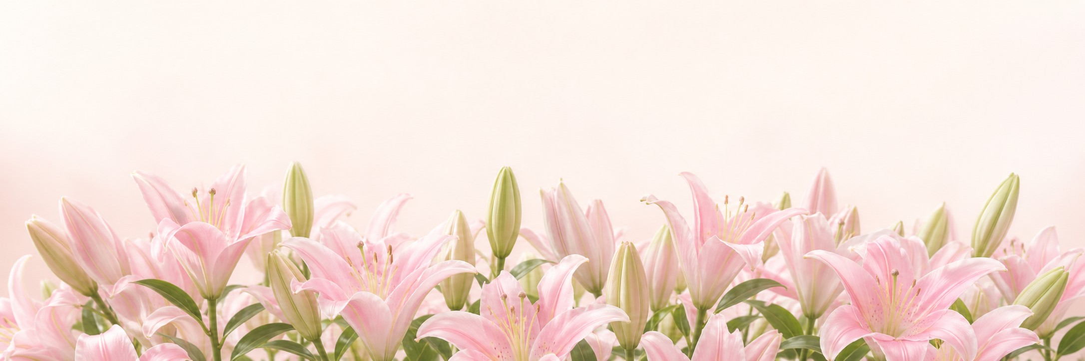 粉色百合花序