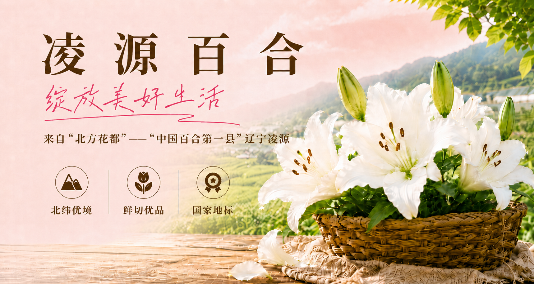 凌源百合，绽放美好生活，来自北方花都辽宁凌源